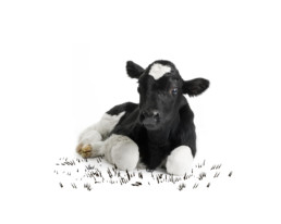 ingredienti caglio di vitello | Caglificio Clerici