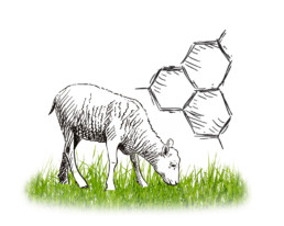 caglio agnello materie prime | Caglificio Clerici